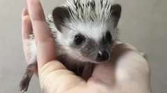 Како да се скроти еже